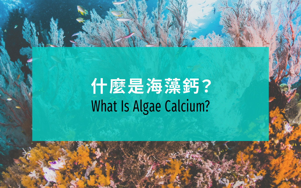 什麼是海藻鈣