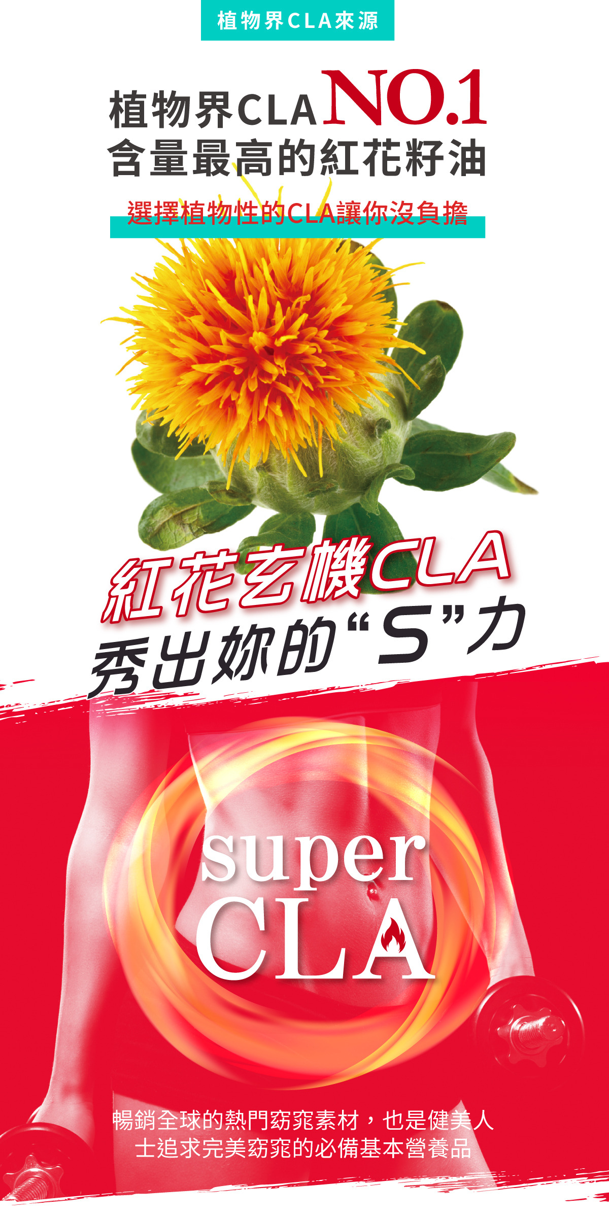 PMC Safflower‭ ‬Seed CLA Capsules Sports supplies TG cla Burn calories-06