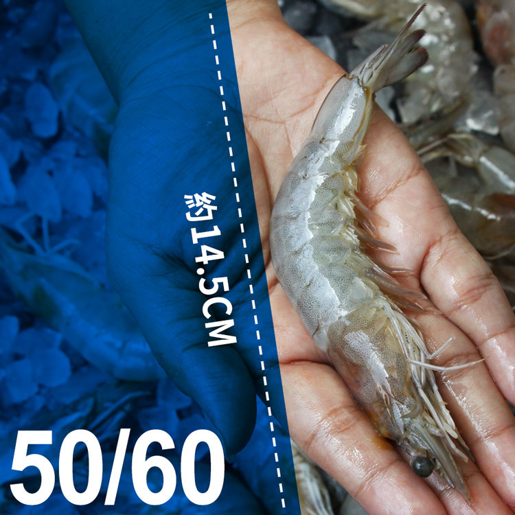 爭鮮-赤道上的白蝦王國-厄瓜多HACCP認證-急凍白晶蝦5060-約有47-59隻-950g1盒-砥家啦