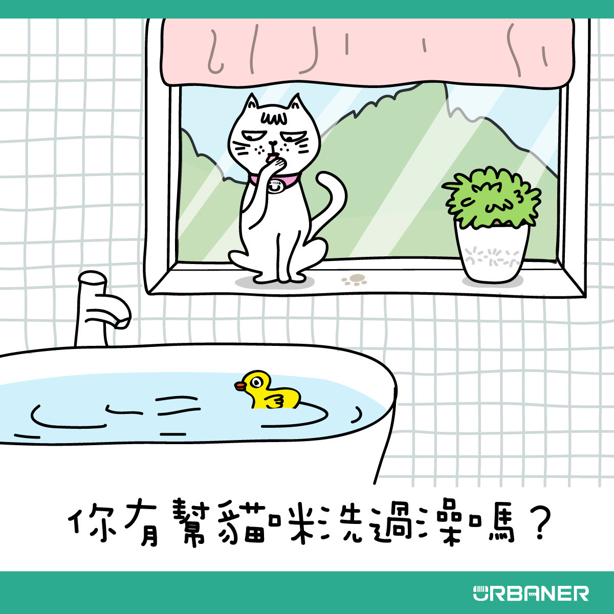 貓咪要洗澡